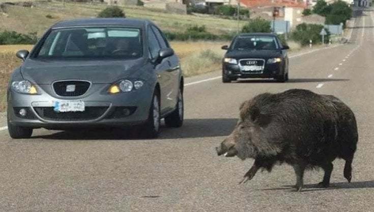 immagine notizia (ptn) Fauna selvatica, la Provincia scrive a Regione e Atc 3: “riconoscere alla Polizia provinciale i poteri di coordinamento previsti per legge”; Bandecchi: “mentre i cinghiali sono emergenza reale, i costi di gestione aumentano ma vengono scaricati sui cacciatori”